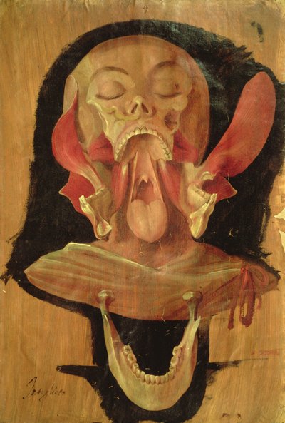 Anatomical Drawing of the Head by Hieronymus Fabricius ab Aquapendente